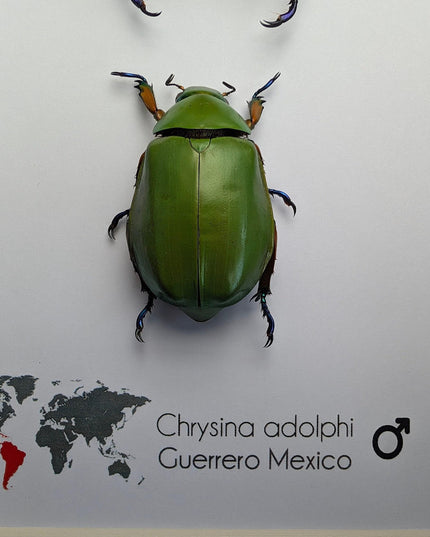 Chrysina adolphi pair, framed scarab beetle taxidermy, entomology gift, 8x10