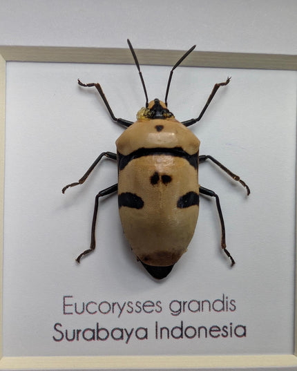 Framed giant shield bug specimen, ethically sourced taxidermy gift (4x4)