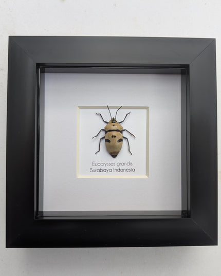 Framed giant shield bug specimen, ethically sourced taxidermy gift (4x4)