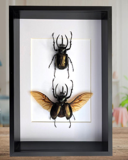 Framed atlas beetle taxidermy: large rhinoceros beetle display (8.27" x 11.69")