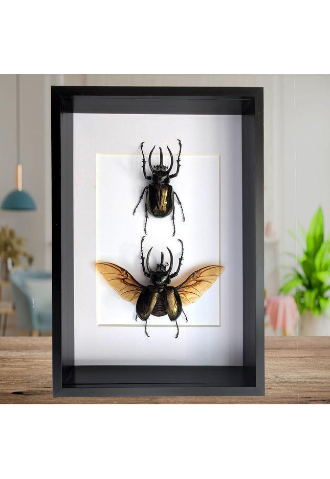 Framed atlas beetle taxidermy: large rhinoceros beetle display (8.27" x 11.69")