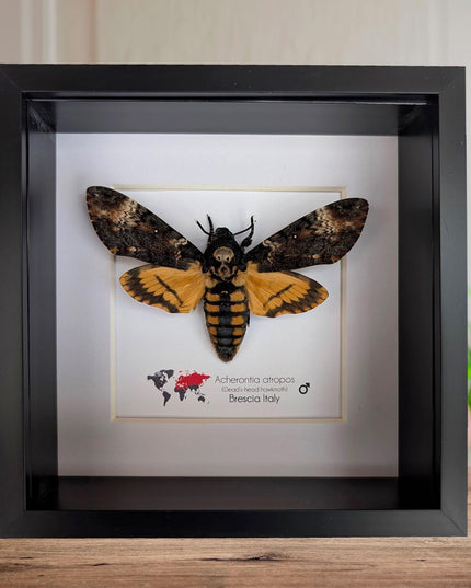 Framed death's-head hawkmoth: african skull moth in shadow box
