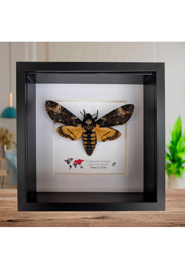 Framed death's-head hawkmoth: african skull moth in shadow box