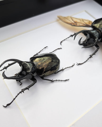 Framed atlas beetle taxidermy: large rhinoceros beetle display (8.27" x 11.69")