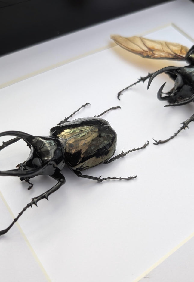 Framed atlas beetle taxidermy: large rhinoceros beetle display (8.27" x 11.69")