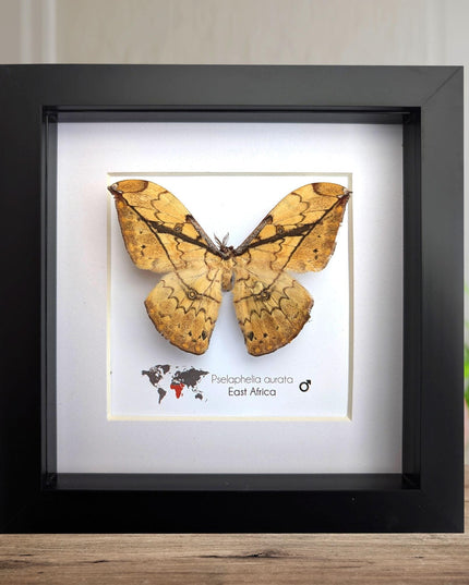 Framed African Moth Taxidermy, Entomology Wall Decor
