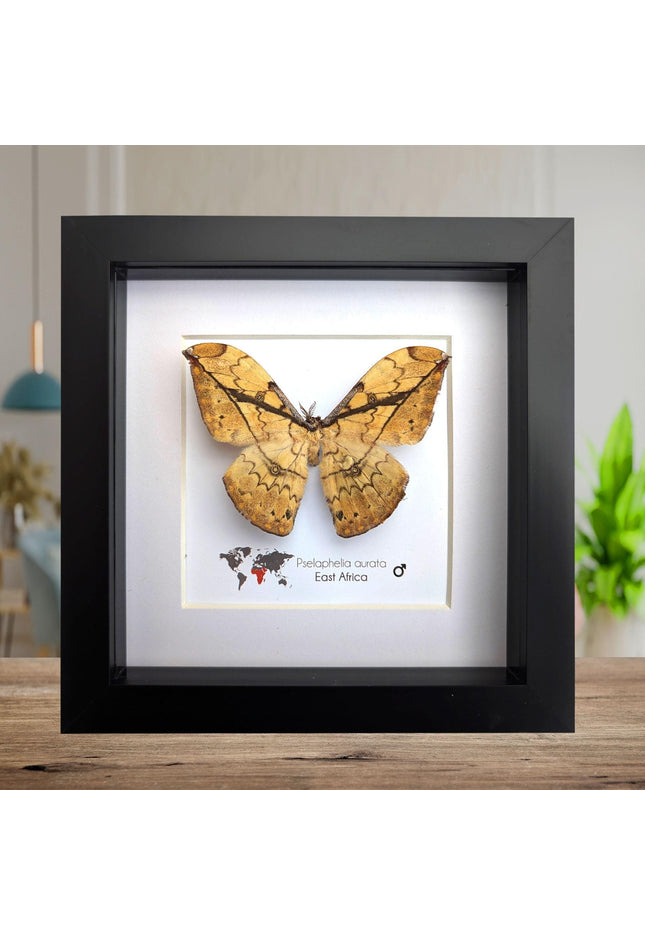 Framed African Moth Taxidermy, Entomology Wall Decor