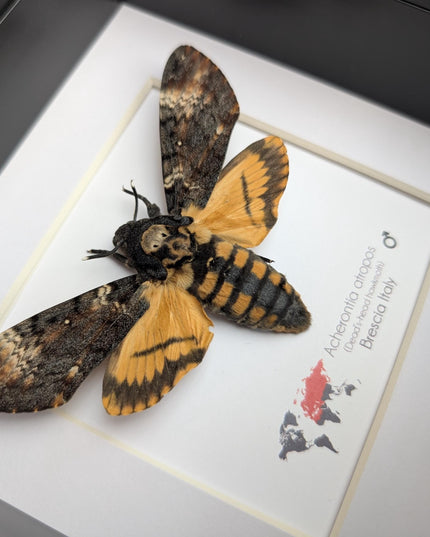 Framed death's-head hawkmoth: african skull moth in shadow box