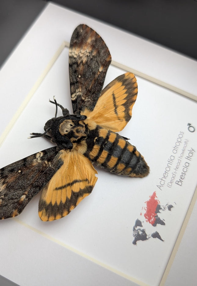 Framed death's-head hawkmoth: african skull moth in shadow box