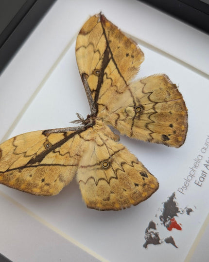 Framed African Moth Taxidermy, Entomology Wall Decor