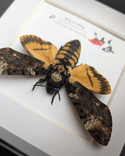 Framed death's-head hawkmoth: african skull moth in shadow box