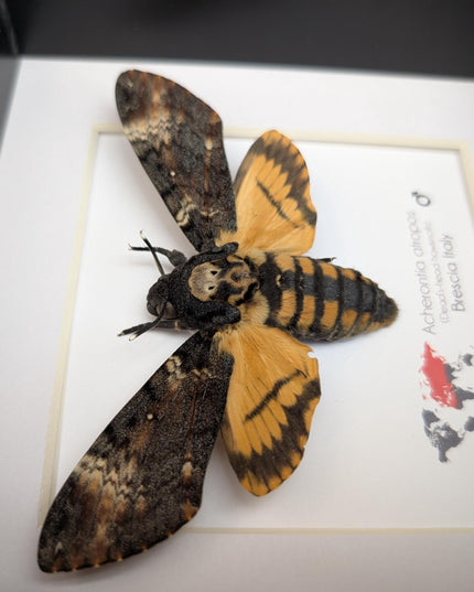 Framed death's-head hawkmoth: african skull moth in shadow box