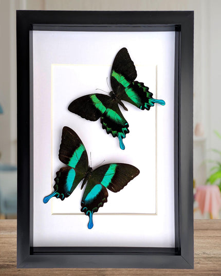 Papilio blumei set 2, green swallowtail, entomology gift, taxidermy present, green butterfly frame a4