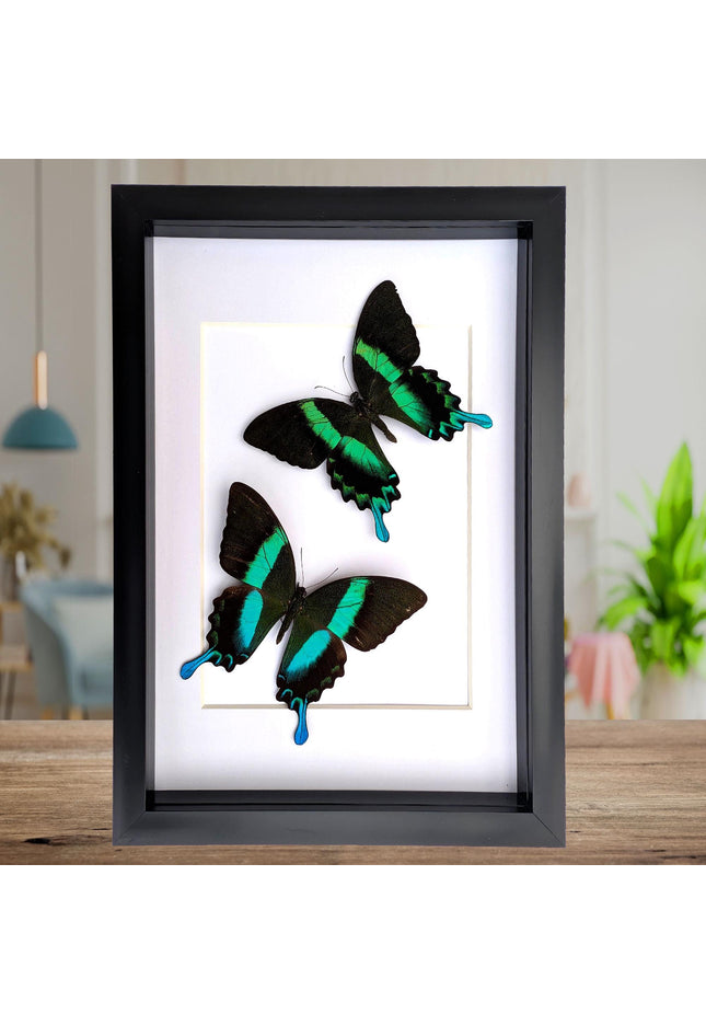 Papilio blumei set 2, green swallowtail, entomology gift, taxidermy present, green butterfly frame a4