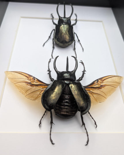 Framed atlas beetle taxidermy: large rhinoceros beetle display (8.27" x 11.69")