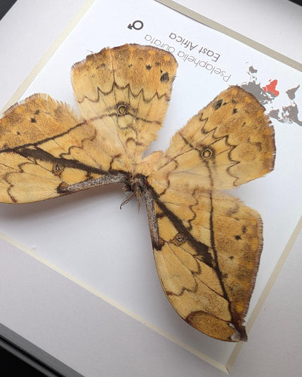 Framed African Moth Taxidermy, Entomology Wall Decor