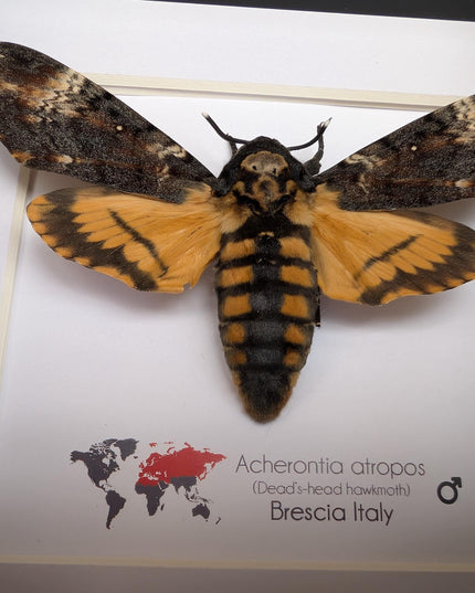 Framed death's-head hawkmoth: african skull moth in shadow box