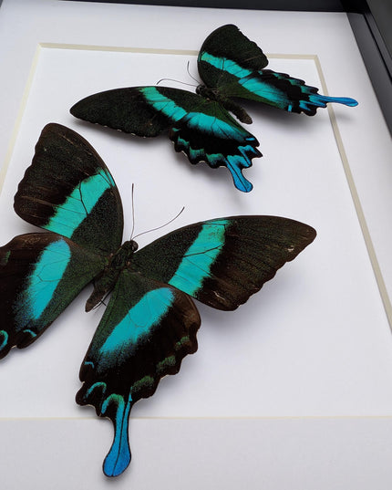 Papilio blumei set 2, green swallowtail, entomology gift, taxidermy present, green butterfly frame a4