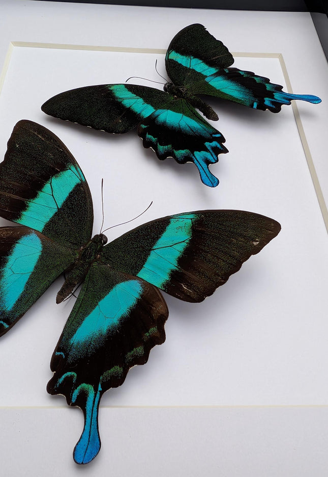 Papilio blumei set 2, green swallowtail, entomology gift, taxidermy present, green butterfly frame a4