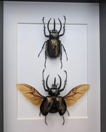 Framed atlas beetle taxidermy: large rhinoceros beetle display (8.27" x 11.69")