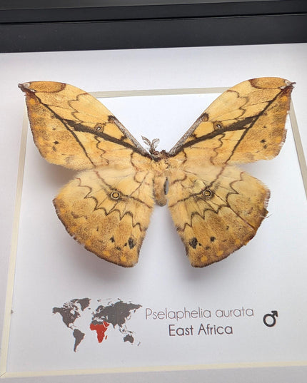 Framed African Moth Taxidermy, Entomology Wall Decor
