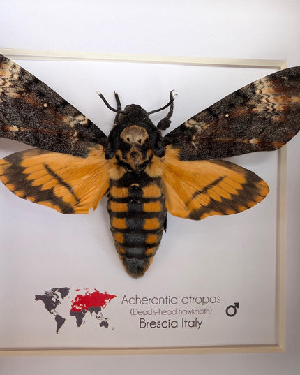 Framed death's-head hawkmoth: african skull moth in shadow box