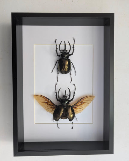 Framed atlas beetle taxidermy: large rhinoceros beetle display (8.27" x 11.69")