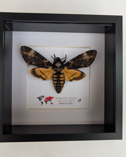 Framed death's-head hawkmoth: african skull moth in shadow box