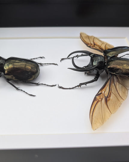 Framed atlas beetle taxidermy: large rhinoceros beetle display (8.27" x 11.69")