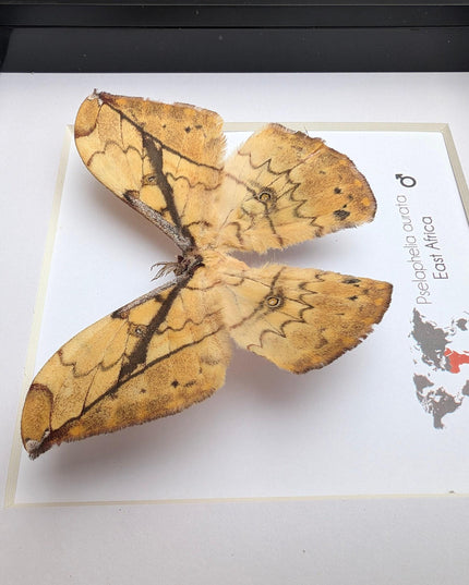 Framed African Moth Taxidermy, Entomology Wall Decor