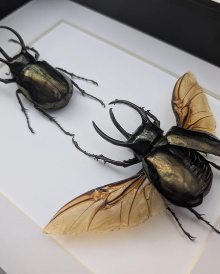 Framed atlas beetle taxidermy: large rhinoceros beetle display (8.27" x 11.69")