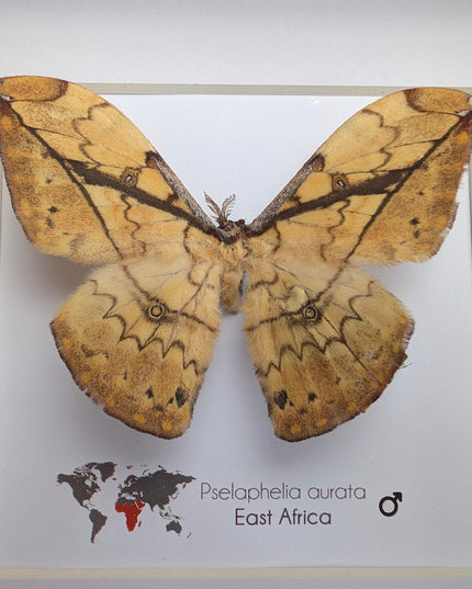 Framed African Moth Taxidermy, Entomology Wall Decor