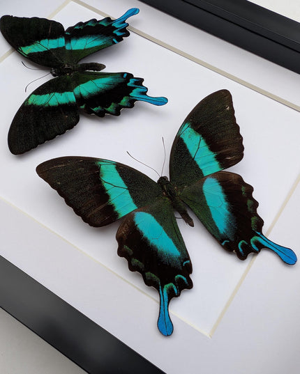 Papilio blumei set 2, green swallowtail, entomology gift, taxidermy present, green butterfly frame a4