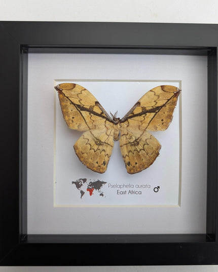 Framed African Moth Taxidermy, Entomology Wall Decor