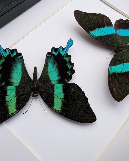 Papilio blumei set 2, green swallowtail, entomology gift, taxidermy present, green butterfly frame a4