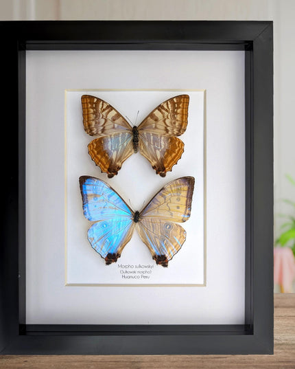 Framed blue morpho butterfly display: sulkowskyi pair, 8x10