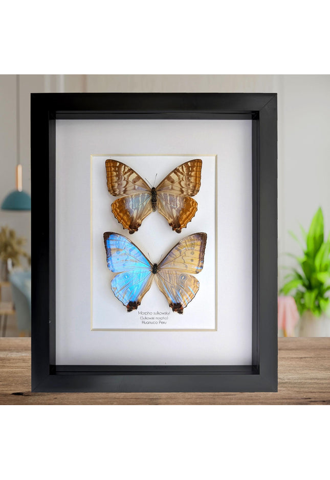 Framed blue morpho butterfly display: sulkowskyi pair, 8x10