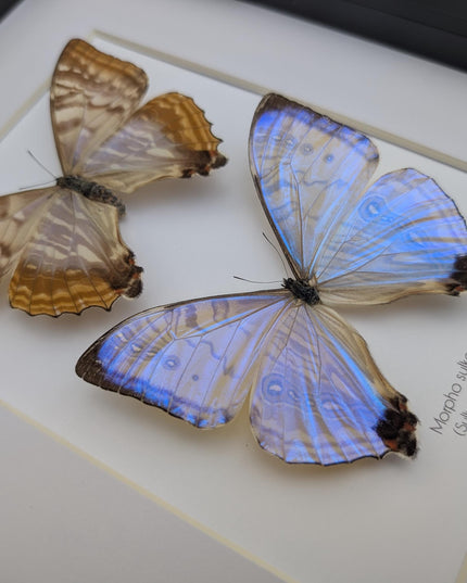 Framed blue morpho butterfly display: sulkowskyi pair, 8x10