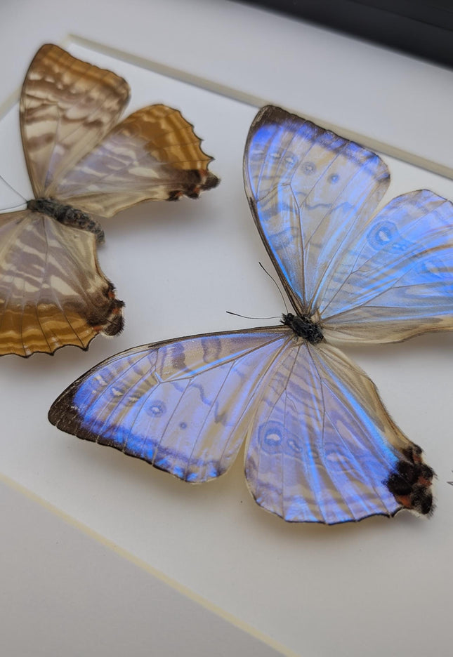 Framed blue morpho butterfly display: sulkowskyi pair, 8x10
