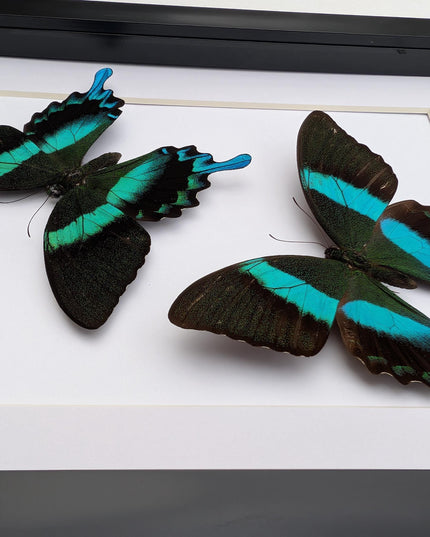 Papilio blumei set 2, green swallowtail, entomology gift, taxidermy present, green butterfly frame a4