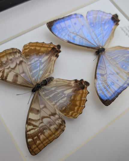 Framed blue morpho butterfly display: sulkowskyi pair, 8x10
