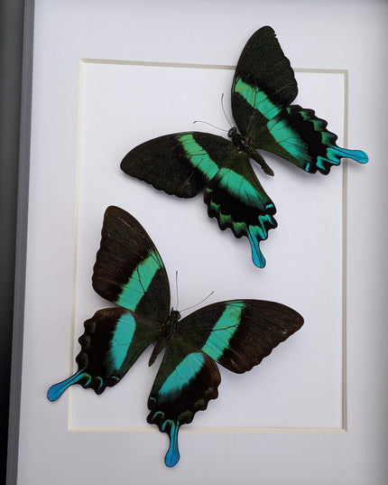 Papilio blumei set 2, green swallowtail, entomology gift, taxidermy present, green butterfly frame a4