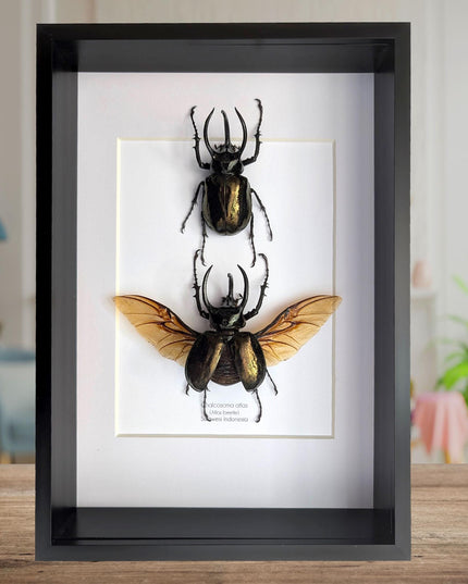 Framed atlas beetle taxidermy: large rhinoceros beetle display (8.27" x 11.69")