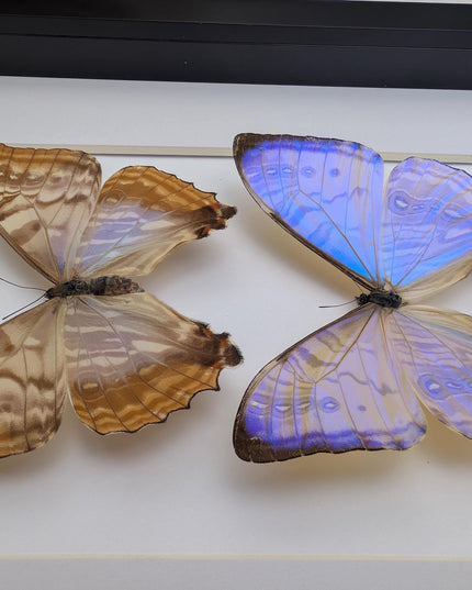 Framed blue morpho butterfly display: sulkowskyi pair, 8x10