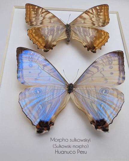 Framed blue morpho butterfly display: sulkowskyi pair, 8x10