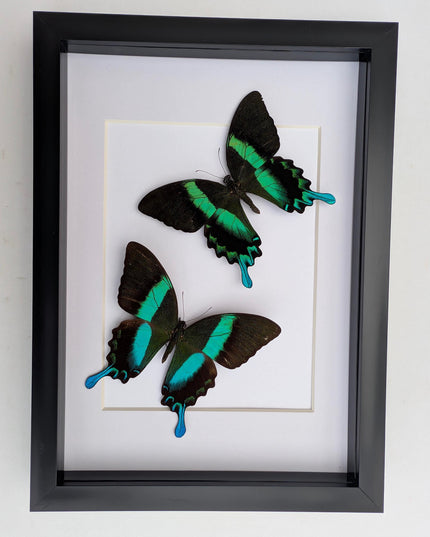 Papilio blumei set 2, green swallowtail, entomology gift, taxidermy present, green butterfly frame a4