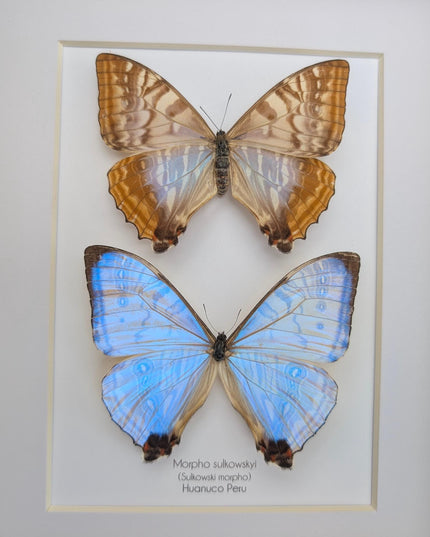 Framed blue morpho butterfly display: sulkowskyi pair, 8x10