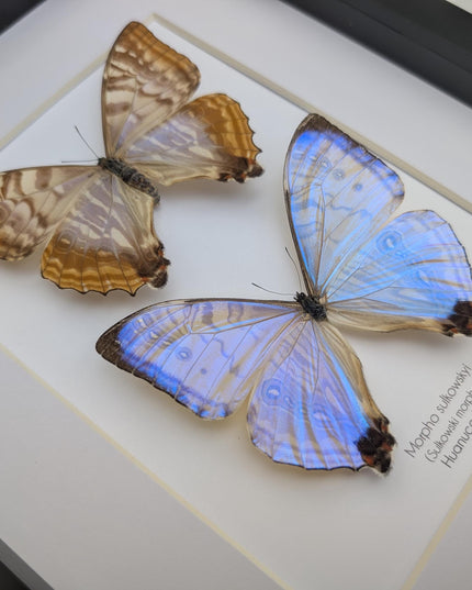 Framed blue morpho butterfly display: sulkowskyi pair, 8x10
