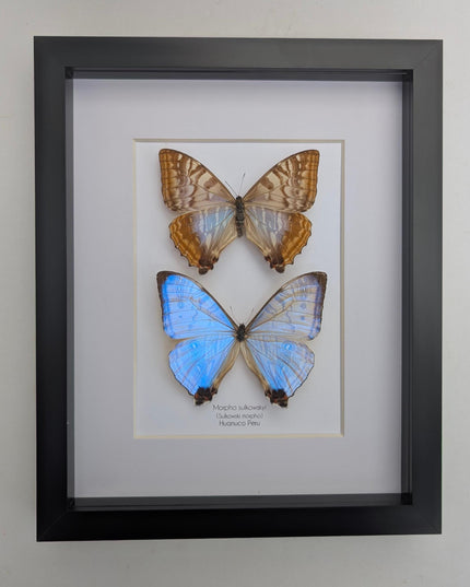 Framed blue morpho butterfly display: sulkowskyi pair, 8x10