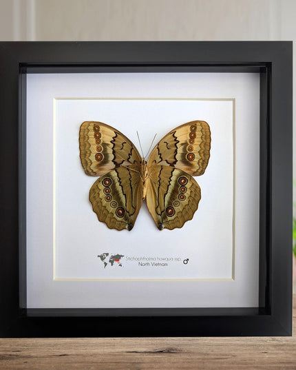 Framed howqua butterfly taxidermy: ethically sourced entomology wall art